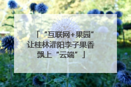 “互联网+果园”让桂林灌阳李子果香飘上“云端”