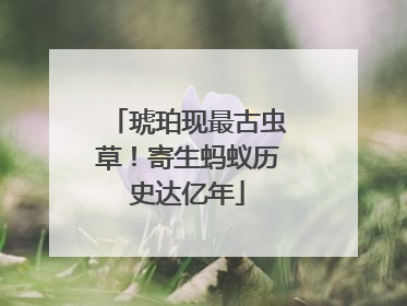 琥珀现最古虫草！寄生蚂蚁历史达亿年