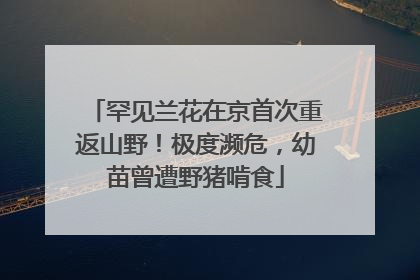 罕见兰花在京首次重返山野！极度濒危，幼苗曾遭野猪啃食