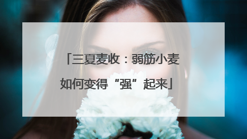 三夏麦收：弱筋小麦如何变得“强”起来