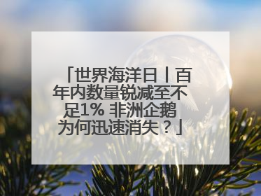 世界海洋日丨百年内数量锐减至不足1% 非洲企鹅为何迅速消失？