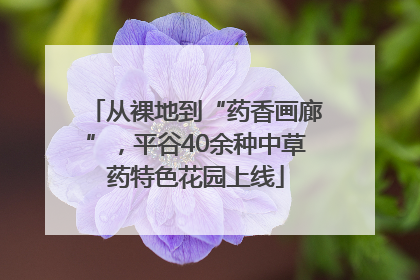 从裸地到“药香画廊”，平谷40余种中草药特色花园上线