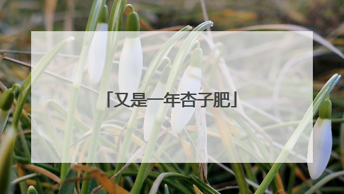 又是一年杏子肥