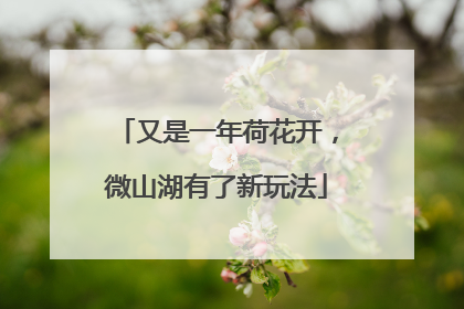 又是一年荷花开，微山湖有了新玩法