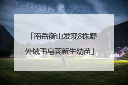 南岳衡山发现8株野外绒毛皂荚新生幼苗