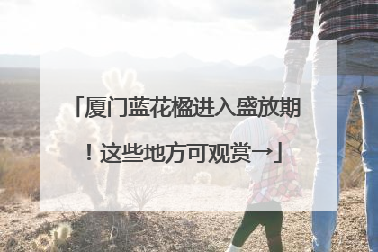 厦门蓝花楹进入盛放期！这些地方可观赏→