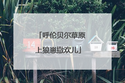呼伦贝尔草原上狼崽撒欢儿