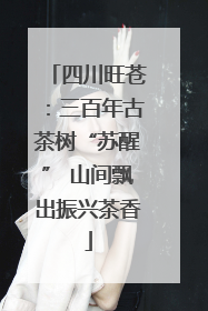 四川旺苍：三百年古茶树“苏醒” 山间飘出振兴茶香