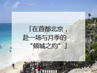 在首都北京，赴一场与月季的“倾城之约”