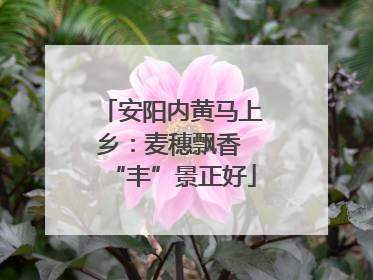 安阳内黄马上乡：麦穗飘香 “丰”景正好