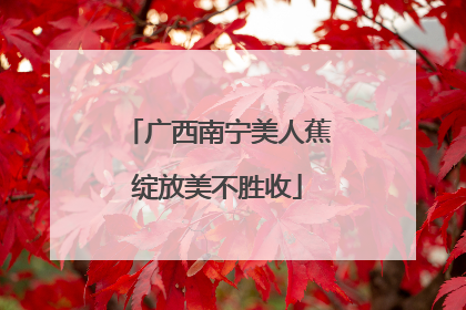 广西南宁美人蕉绽放美不胜收