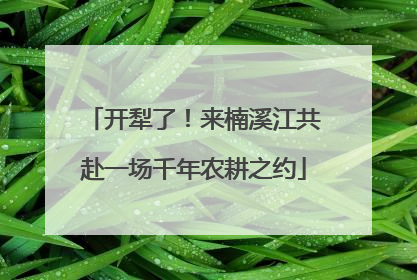 开犁了！来楠溪江共赴一场千年农耕之约