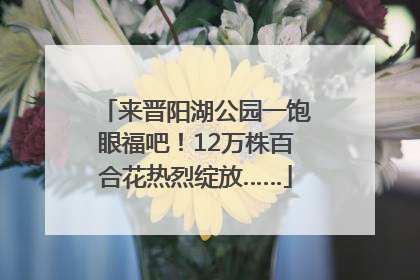 来晋阳湖公园一饱眼福吧！12万株百合花热烈绽放……
