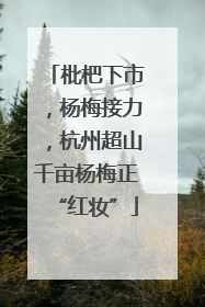 枇杷下市，杨梅接力，杭州超山千亩杨梅正“红妆”