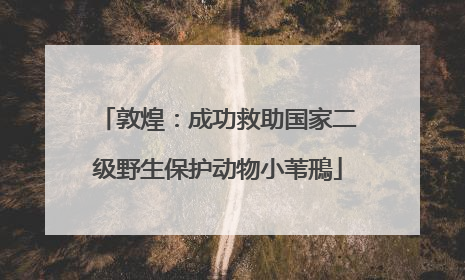敦煌：成功救助国家二级野生保护动物小苇鳽