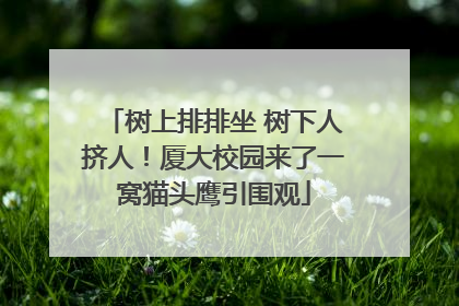 树上排排坐 树下人挤人！厦大校园来了一窝猫头鹰引围观