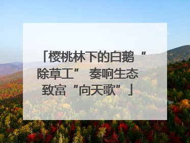 樱桃林下的白鹅“除草工” 奏响生态致富“向天歌”