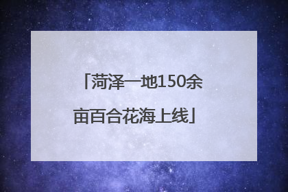 菏泽一地150余亩百合花海上线