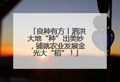 良种有方丨泗洪大地“种”出美妙，铺就农业发展金光大“稻”！