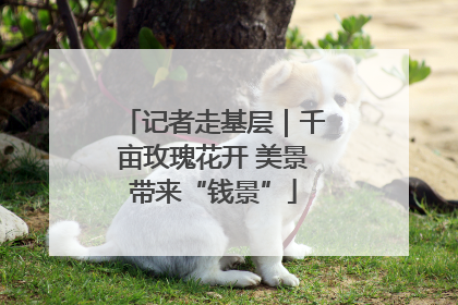 记者走基层｜千亩玫瑰花开 美景带来“钱景”