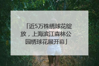 近5万株绣球花绽放，上海滨江森林公园绣球花展开幕