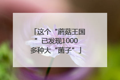 这个“蘑菇王国”已发现1000多种大“菌子”