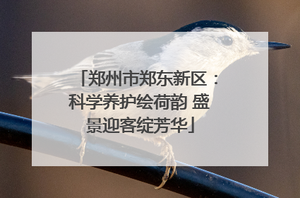 郑州市郑东新区：科学养护绘荷韵 盛景迎客绽芳华