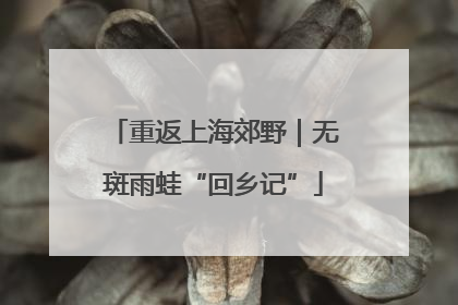 重返上海郊野｜无斑雨蛙“回乡记”