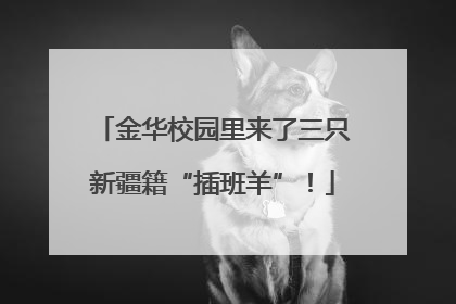 金华校园里来了三只新疆籍“插班羊”！