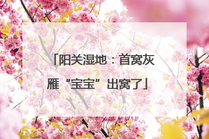 阳关湿地：首窝灰雁“宝宝”出窝了