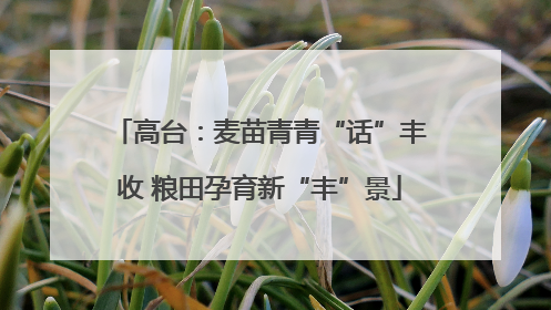 高台：麦苗青青“话”丰收 粮田孕育新“丰”景