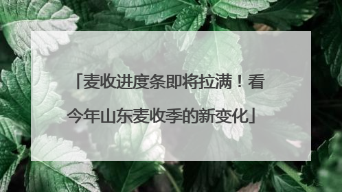 麦收进度条即将拉满！看今年山东麦收季的新变化