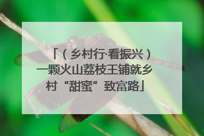 （乡村行·看振兴）一颗火山荔枝王铺就乡村“甜蜜”致富路