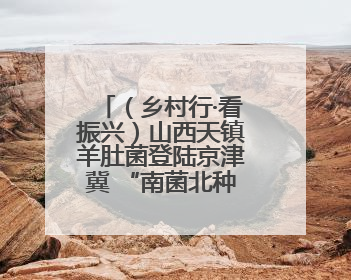 （乡村行·看振兴）山西天镇羊肚菌登陆京津冀 “南菌北种”开出乡村“致富花”