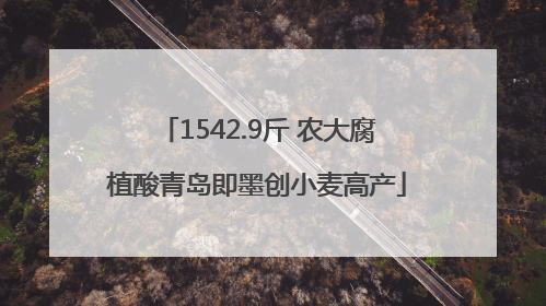 1542.9斤 农大腐植酸青岛即墨创小麦高产