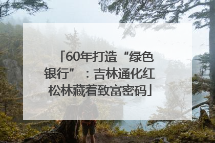 60年打造“绿色银行”：吉林通化红松林藏着致富密码